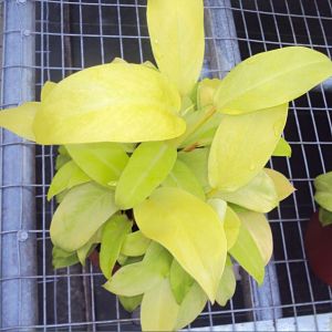 Lemon Lime Philodendron